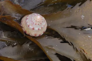 Painted topshell {Calliostoma zizyphinum} on seaweed, Ballyhenry Point, Strangford Lough Painted topshell {Calliostoma zizyphinum} on seaweed, Ballyhenry Point, Strangford Lough