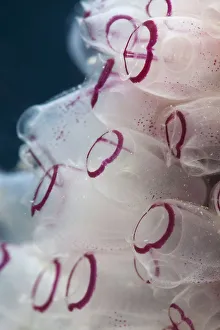 Painted tunicate (Clavelina picta), Cienaga de Zapata National Park, Matanzas Province Painted tunicate (Clavelina picta), Cienaga de Zapata National Park, Matanzas Province