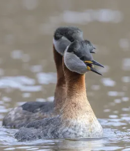 Adult Gallery: Pair of adult Red-necked grebe (Podiceps grisegena) calling, Finland. May