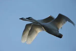 Pair of adult Trumpeter Swans (Cygnus buccinator) in flight. Skagit County, Washington