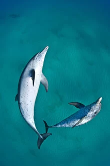 Dolphins Collection: A pair of Atlantic spotted dolphins (Stenella frontalis) swim over a sand bank