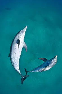 Bahamas Prints: A pair of Atlantic spotted dolphins (Stenella frontalis) swim over a sand bank