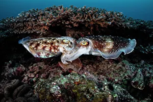 Sepiidae Prints: Pair of Broadclub cuttlefish (Sepia latimanus) mating in a coral reef
