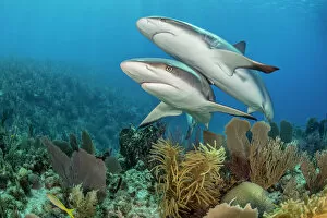 2020 November Highlights Gallery: Pair of Caribbean reef sharks (Carcharhinus perezi) swim over a coral reef