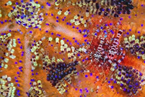 Camouflage Gallery: Pair of Coleman shrimps (Periclimenes colemani) living in a fire urchin (Asthenosoma varium)