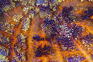 Pair of Coleman shrimps (Periclimenes colemani) living in Fire urchin (Asthenosoma varium