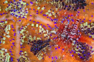 Sea Life Prints: Pair of Coleman shrimps (Periclimenes colemani) living in a fire urchin (Asthenosoma varium)