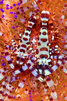 Periclimenes Prints: Pair of Coleman shrimps (Periclimenes colemani) make their home in a fire urchin (Asthenosoma varium)