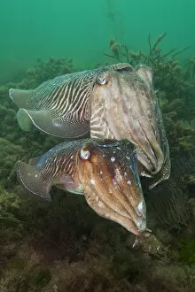 Images Dated 23rd May 2010: Pair of Common cuttlefish (Sepia officinalis), female in front of male, during spring