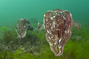 Pair of Common cuttlefish (Sepia officinalis), female in foreground and male behind