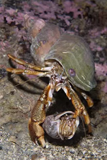 Images Dated 14th February 2009: Pair of Common hermit crabs (Pagurus bernhardus) male carrying female until she leaves her shell