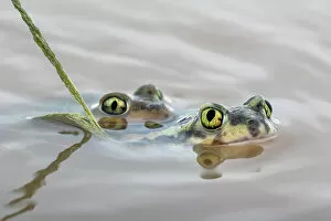 Amplexus Gallery: Pair of Couch's spadefoot toads (Scaphiopus couchii) mating in water, Texas, USA. June