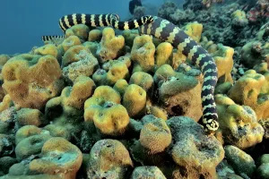 Elapid Prints: Pair of courting Egg-eating sea snakes / Turtleheaded sea snakes (Emydocephalus annulatus)