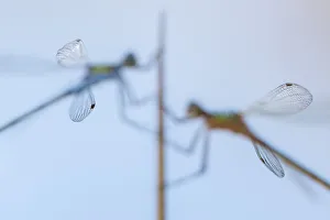 Lestes Nymphaeides Prints: Pair of Emerald damselflies (Lestes sponsa) resting on a reed