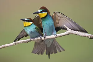 Pair of Eurasian bee-eaters (Merops apiaster) perched on branch, Pusztaszer reserve, Hungary. May
