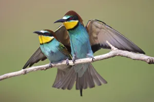 Meropidae Prints: Pair of Eurasian bee-eaters (Merops apiaster) perched on branch