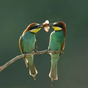 Affection Gallery: Pair of European bee-eaters (Merops apiaster) with courtship offering of insect prey, Pusztaszer