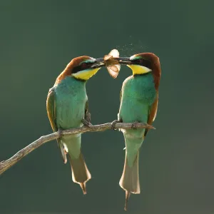 Green Colour Prints: Pair of European bee-eaters (Merops apiaster) with courtship offering of insect prey