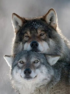 pair european grey wolves canis lupus
