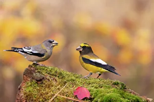 Carduelinae Prints: Pair of Evening grosbeaks (Coccothraustes vespertinus)