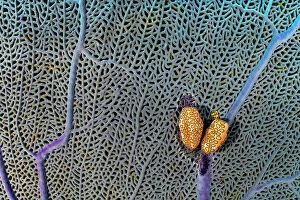 April 2023 Highlights Collection: A pair of Flamingo tongue cowries (Cyphoma gibbosum) on a common sea fan (Gorgonia ventalina)