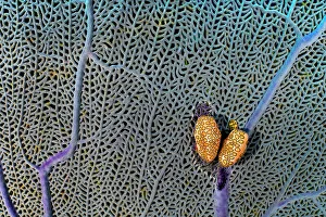 Caenogastropoda Prints: A pair of Flamingo tongue cowries (Cyphoma gibbosum) on a common sea fan (Gorgonia ventalina) which they predate upon