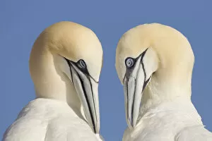 Images Dated 15th June 2010: Pair of Gannets (Morus bassanus) mutual preening, Bass Rock, Firth of Forth, Scotland, UK, June