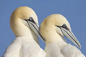 Images Dated 15th June 2010: Pair of Gannets (Morus bassanus) mutual preening, Bass Rock, Firth of Forth, Scotland