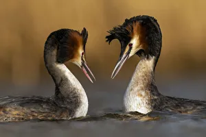 Pair of Great crested grebes (Podiceps cristatus) courtship dance display, The Netherlands, Europe. March