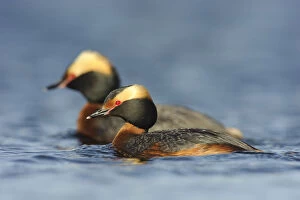 Pair of Horned Grebes (Podiceps auritus) in breeding plumage, on water, Southeast Alberta, Canada