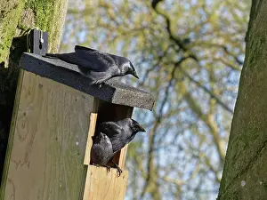 Corvidae Prints: Pair of Jackdaws (Corvus monedula) defending nest box