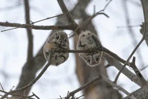 Pair of Japanese dwarf flying squirrels (Pteromys volans orii) during the reproductive season, on branch nlooking down, Hokkaido, Japan. The female is on the left, male right