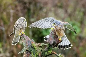 February 2023 Highlights Gallery: Pair of Kestrels (Falco tinnunculus) perched on tree stump in rain, UK. March