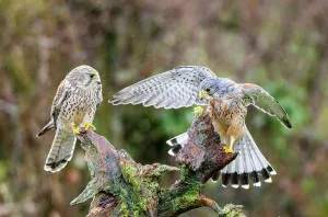 Falco Tinnunculus Prints: Pair of Kestrels (Falco tinnunculus) perched on tree stump in rain, UK. March