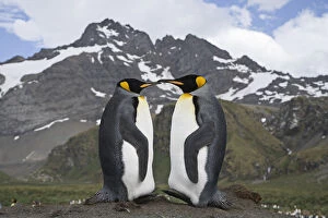 Aptenodytes Patagonicus Gallery: Pair of King Penguins (Aptenodytes patagonicus) on Gold Beach, South Georgia Island