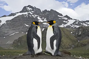 Symmetry Prints: Pair of King Penguins (Aptenodytes patagonicus) on Gold Beach, South Georgia Island