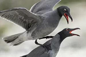 Best of 2022 Gallery: Pair of Lava gulls (Leucophaeus fuliginosus) during courtship, Genovesa Island, Galapagos Islands