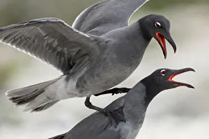 On Top Of Prints: Pair of Lava gulls (Leucophaeus fuliginosus) during courtship