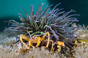 Images Dated 15th December 2020: Pair of Leachs spider crabs (Inachus sp.) living symbiotiocally
