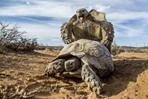 Pair of Leopard tortoises (Stigmochelys pardalis) mating, Karoo, South Africa