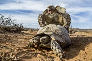 Testudinidae Prints: Pair of Leopard tortoises (Stigmochelys pardalis) mating, Karoo, South Africa