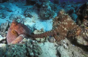 Pair of mating Big blue octopuses (Octopus cyanea) where the male, on the right Pair of mating Big blue octopuses (Octopus cyanea) where the male, on the right