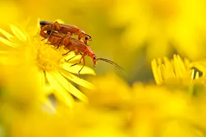 Pair of mating soldier beetles (Rhagonycha fulva) on Common ragwort (Senecio jacobaea)