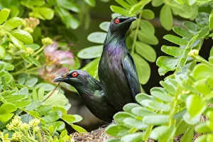 Collecting Prints: Pair of Metallic starlings (Aplonis metallica) collecting nesting material