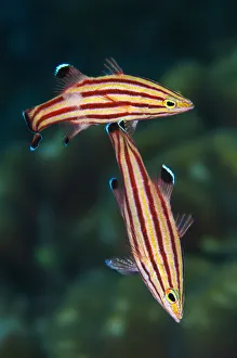 Serranidae Prints: Pair of Peppermint basslets (Liopropoma rubre) spawning at sunset