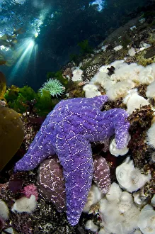 Sea Star Prints: A pair of Purple sea stars (Pisaster ochraceus) climb on anemones in shallow water