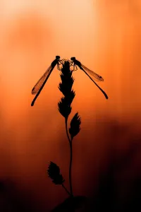 Zygoptera Prints: Pair of Red-eyed damselfly (Erythromma najas) perched on grass blade