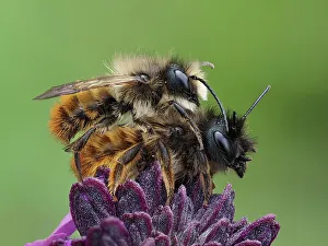 February 2023 Highlights Gallery: Pair of Red mason bees (Osmia bicornis) mating on wallflower in garden