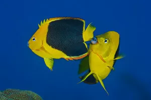 Images Dated 25th June 2018: Pair of Rock beauty angelfish (Holacanthus tricolor) spawning at dusk