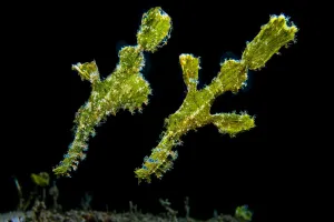 Uneven Prints: Pair of Rough snout ghostpipefish (Solenostomus paegnius), with female with egg pouch